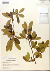 000017636-thumbnail.jpg