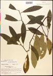 000017637-thumbnail.jpg