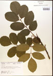 Fraxinus