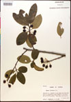 000017652-thumbnail.jpg