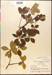 000017653-thumbnail.jpg