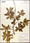 000017655-thumbnail.jpg