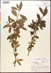 000017656-thumbnail.jpg