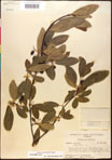 000017657-thumbnail.jpg