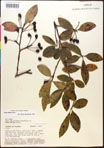 000017658-thumbnail.jpg