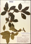 000017659-thumbnail.jpg