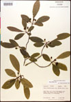 000017660-thumbnail.jpg