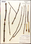 000017662-thumbnail.jpg