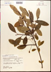 000017663-thumbnail.jpg