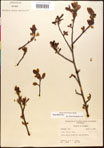 000017665-thumbnail.jpg