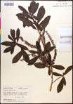 000017666-thumbnail.jpg