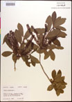 000017667-thumbnail.jpg