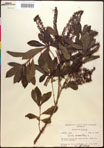 000017668-thumbnail.jpg