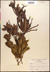 000017670-thumbnail.jpg