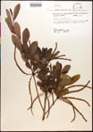 000017671-thumbnail.jpg
