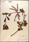 000017673-thumbnail.jpg