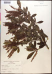 000017674-thumbnail.jpg