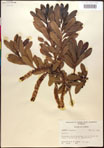 000017676-thumbnail.jpg