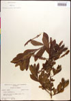 000017677-thumbnail.jpg