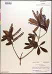 000017720-thumbnail.jpg