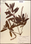 000017721-thumbnail.jpg