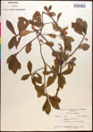 000017722-thumbnail.jpg