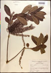 000017723-thumbnail.jpg