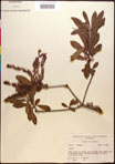 000017724-thumbnail.jpg