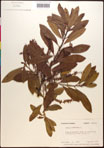 000017725-thumbnail.jpg