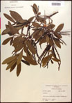 000017726-thumbnail.jpg