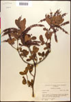 000017727-thumbnail.jpg