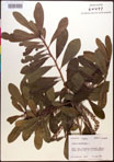 000017728-thumbnail.jpg