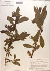 000017730-thumbnail.jpg