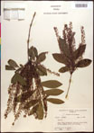 000017731-thumbnail.jpg