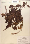 000017732-thumbnail.jpg