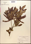 000017733-thumbnail.jpg