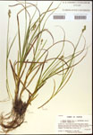 Carex