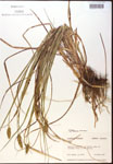 000017784-thumbnail.jpg