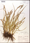 000017795-thumbnail.jpg