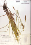 000017796-thumbnail.jpg