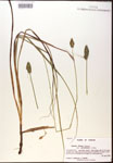 000017799-thumbnail.jpg
