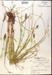 000017808-thumbnail.jpg