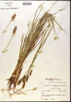 Carex