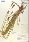 Carex