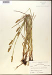 Carex