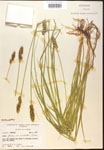 Carex