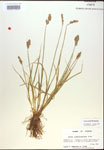 000017888-thumbnail.jpg