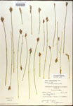 Carex