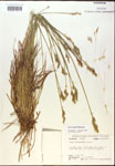 000017917-thumbnail.jpg