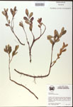 000017955-thumbnail.jpg